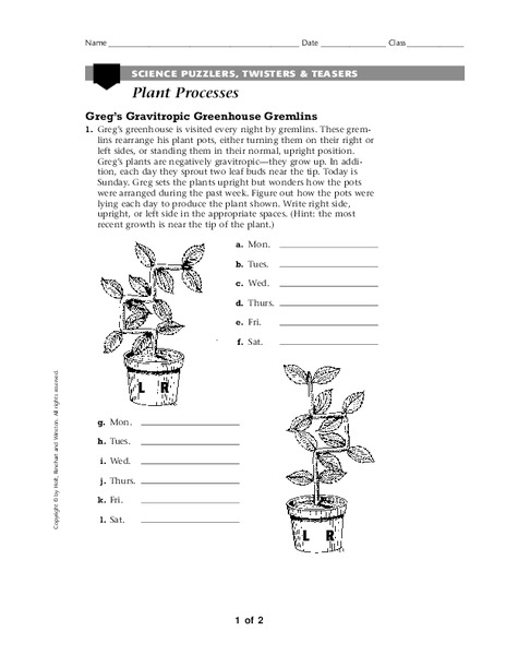 Plant Processes Worksheet