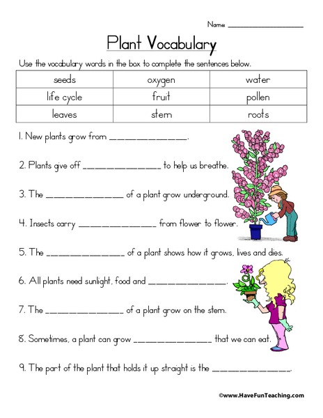 Plant Vocabulary Worksheet