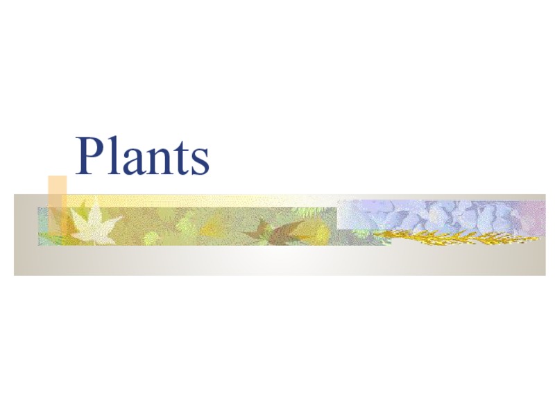 Plants PPT
