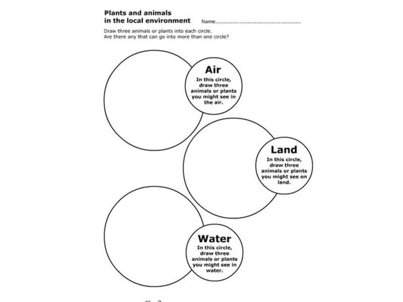 Plants and Animals In the Local Environment Worksheet