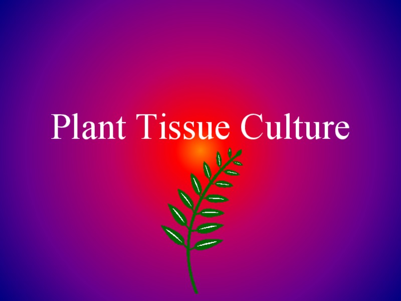 Plant Tissue Culture PPT
