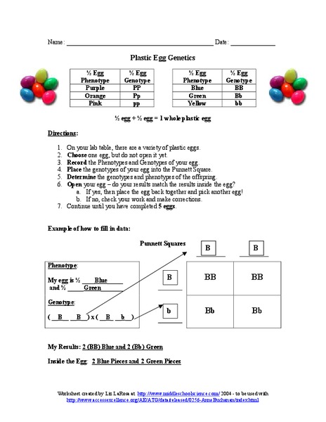 Plastic Egg Genetics Organizer