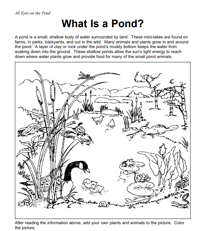 Pond Animals Worksheet