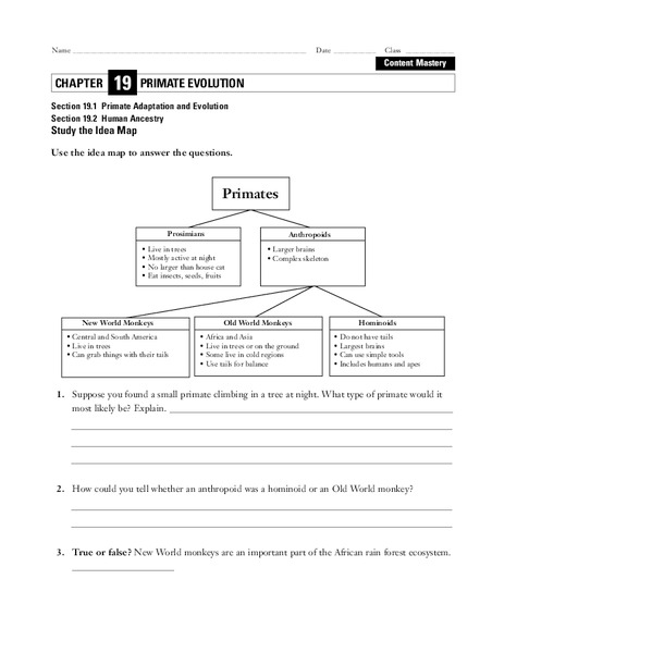 Primate Evolution Worksheet