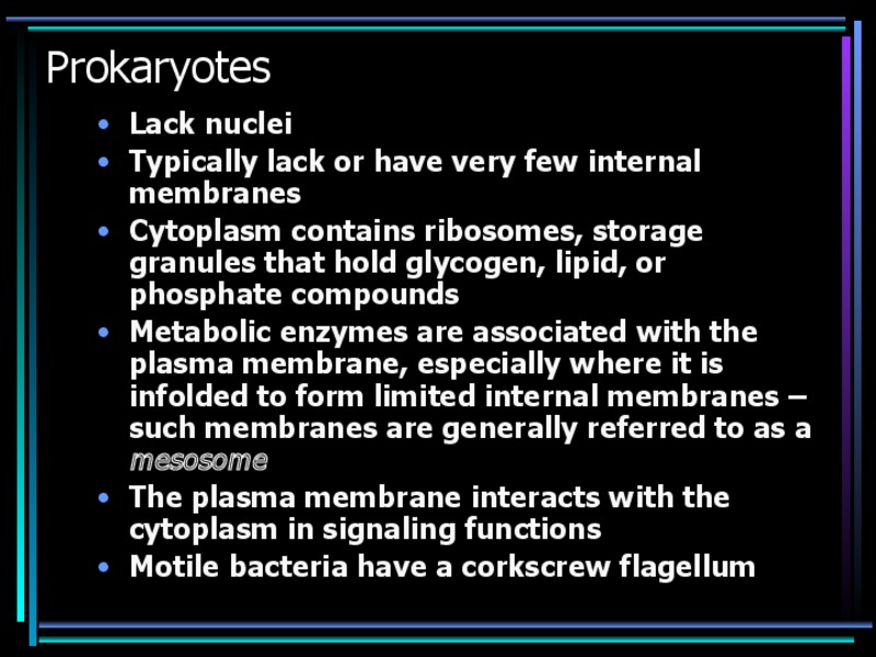 Prokaryotes PPT
