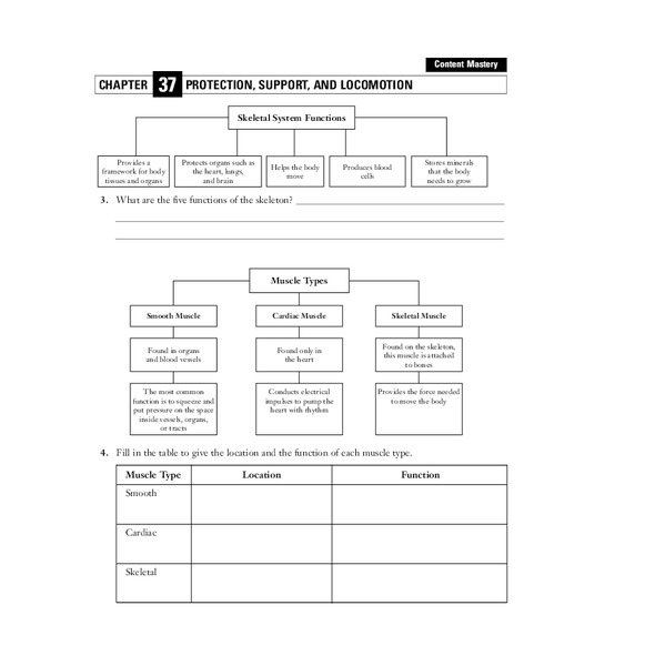 Protection, Support, and Locomotion Worksheet