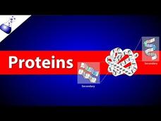 Proteins Instructional Video
