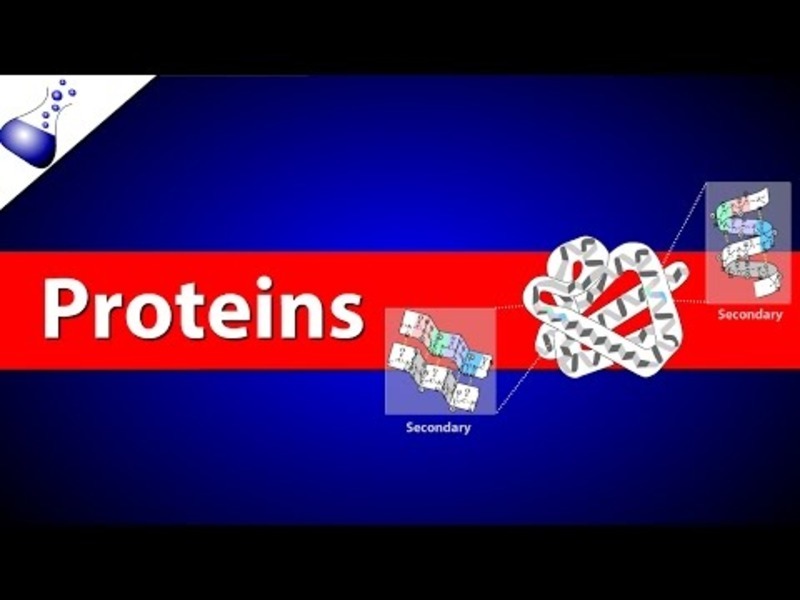 Proteins Instructional Video