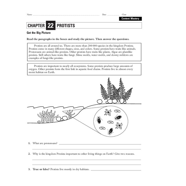 Protists Worksheet