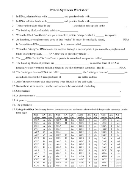 Protein Synthesis Worksheet Worksheet