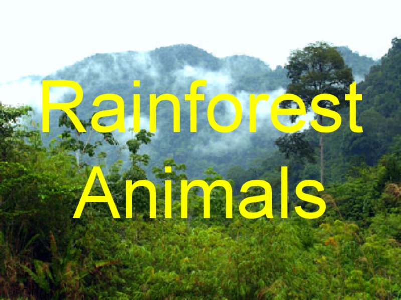 Rainforest Animals PPT