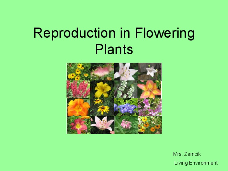 Reproduction in Flowering Plants PPT