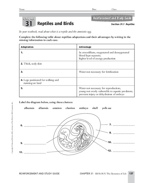 Reptiles Worksheet