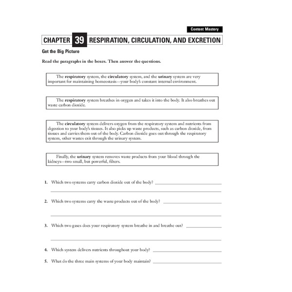 Respiration, Circulation, and Excretion Worksheet