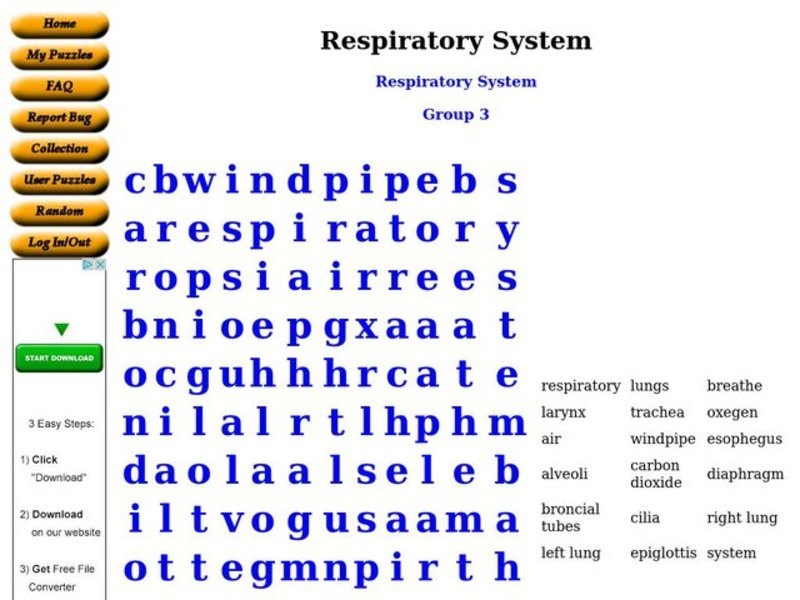 Respiratory System Worksheet