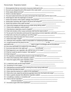 Respiratory System Worksheet
