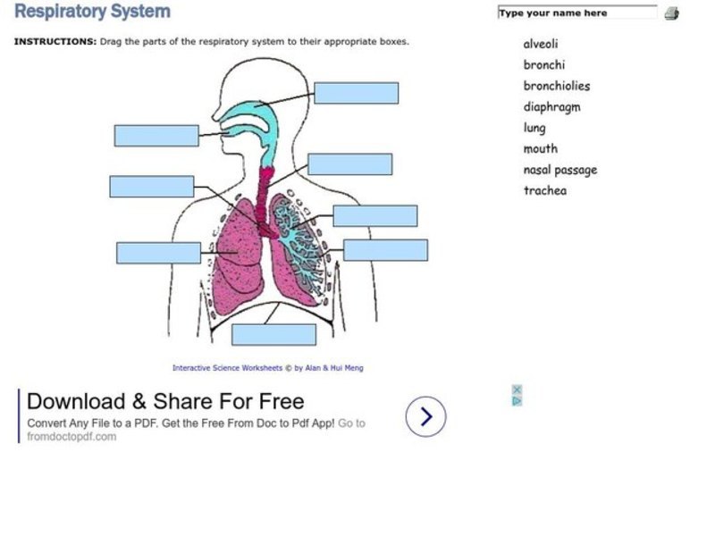 Respiratory System Lesson Plan