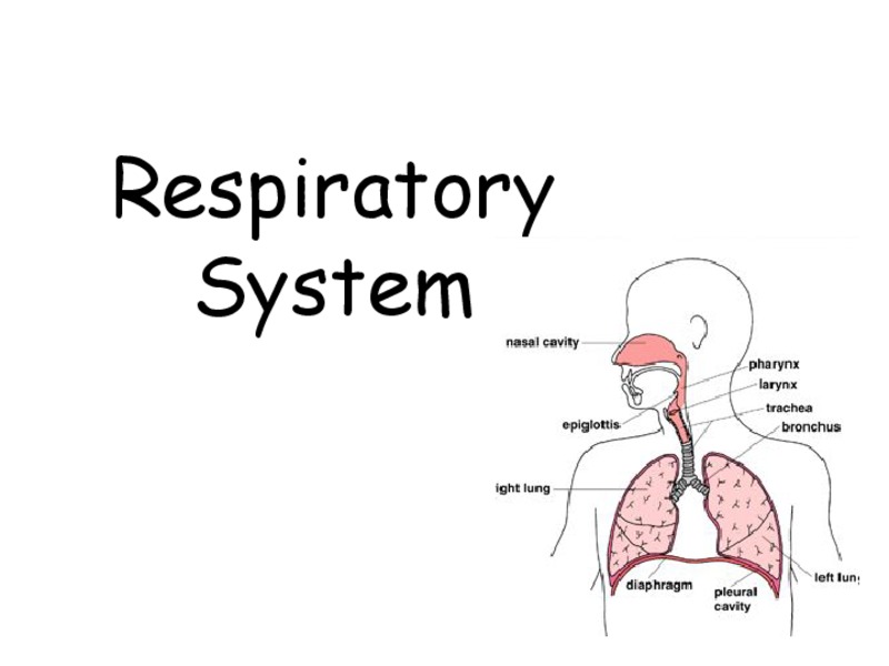 Respiratory System PPT