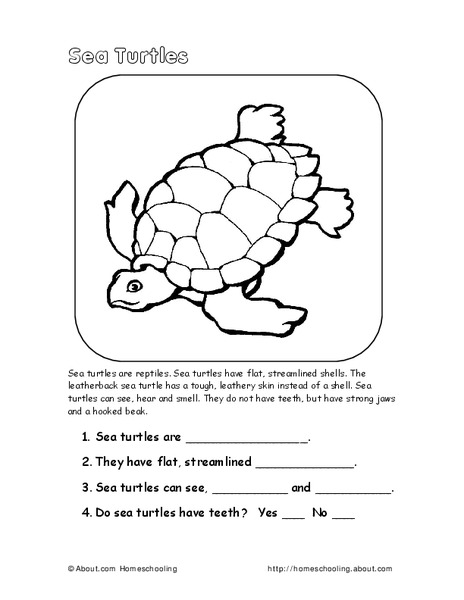 Sea Turtles Worksheet