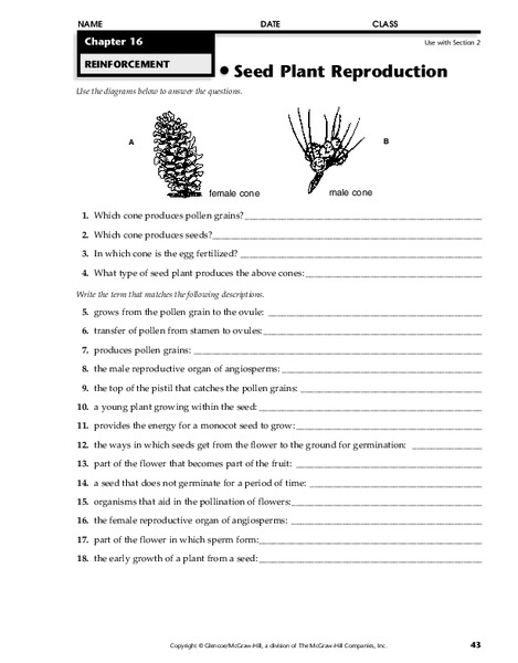 Seed Plant Reproduction Worksheet