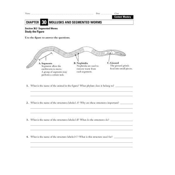 Segmented Worms Worksheet