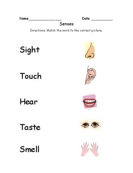 Senses Lesson Plan