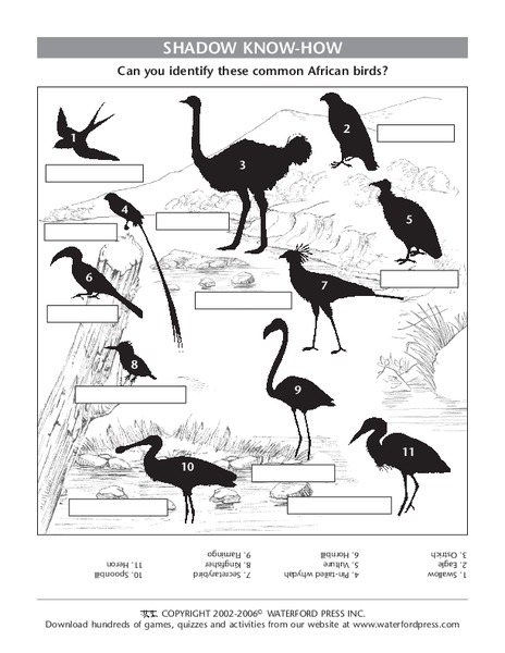 Shadow Know-How Lesson Plan