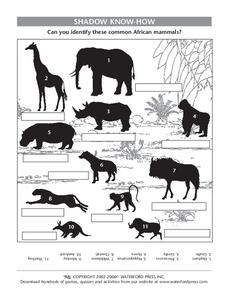 Shadow Know-How Lesson Plan