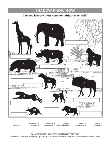Shadow Know-How Lesson Plan