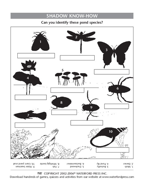 Shadow Know-How Lesson Plan