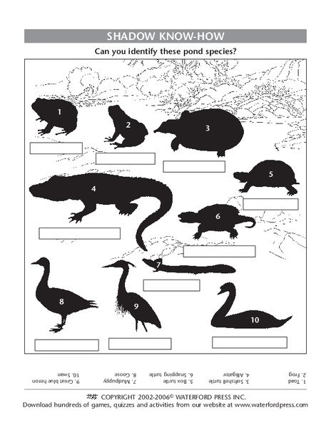 Shadow Know-How Lesson Plan