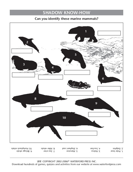 Shadow Know-How Lesson Plan