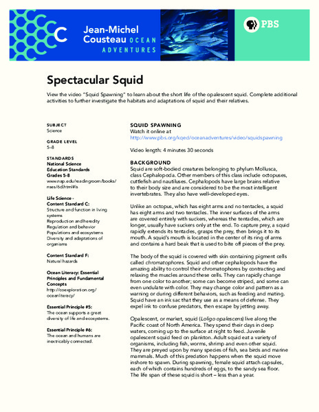Spectacular Squid Lesson Plan