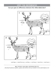 Spot the Differences Lesson Plan