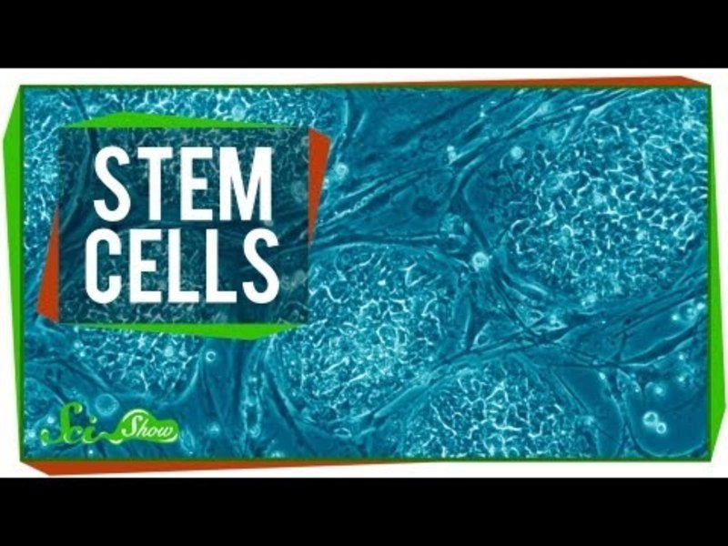 Stem Cells Instructional Video