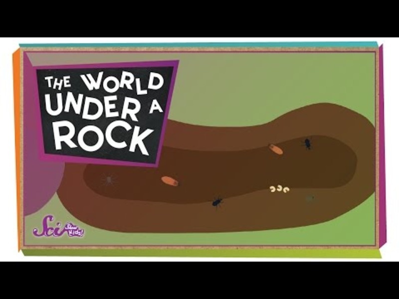 The World Under a Rock! Instructional Video