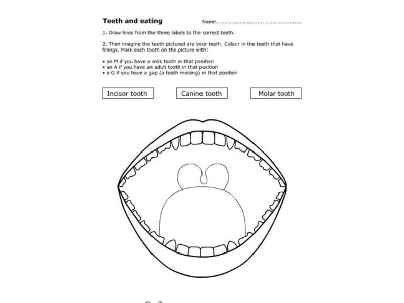 Teeth and Eating Worksheet