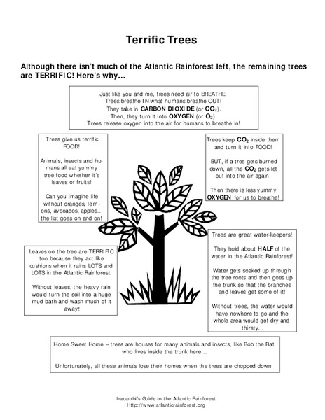 Terrific Trees Lesson Plan