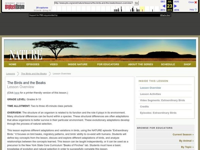 The Birds and the Beaks Lesson Plan