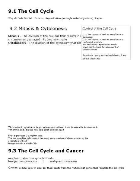 The Cell Cycle Worksheet