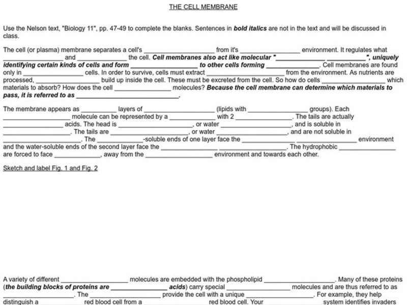 The Cell Membrane Worksheet