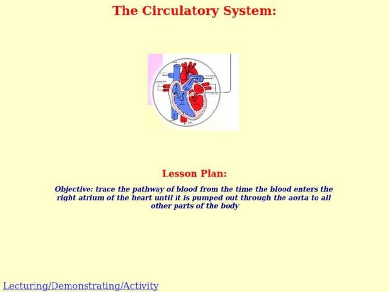 The Circulatory System Lesson Plan