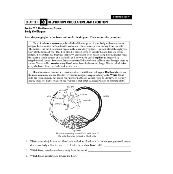 The Circulatory System Worksheet