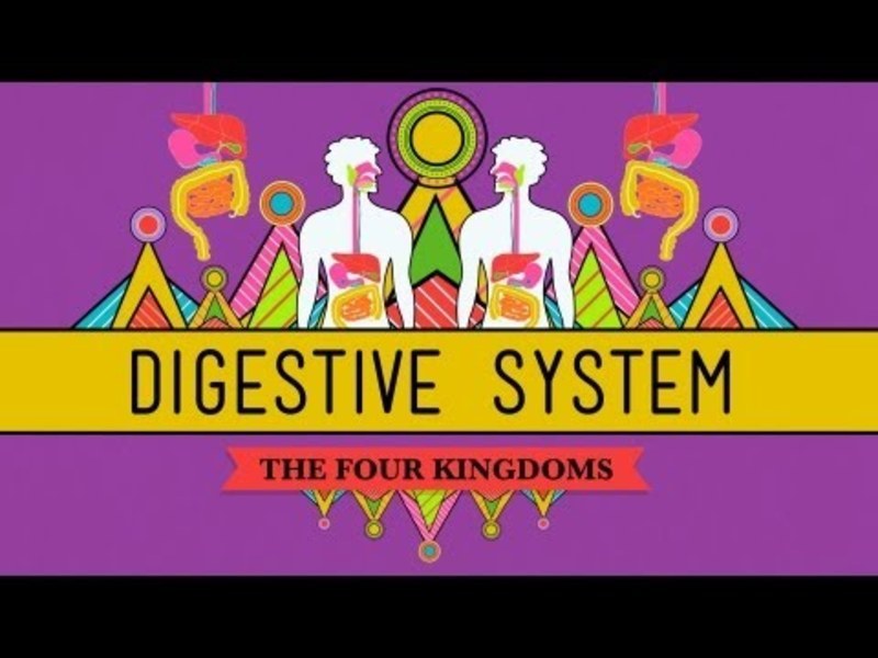 The Digestive System Instructional Video