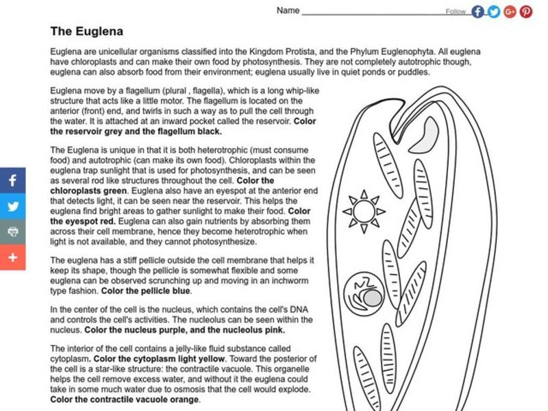 The Euglena Worksheet