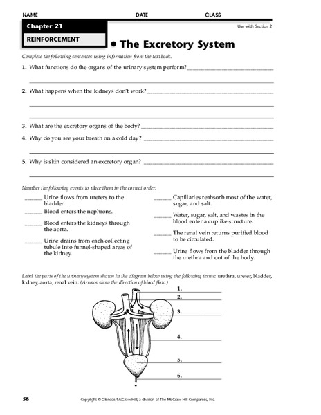 The Excretory System Worksheet