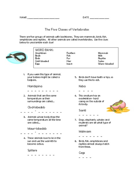 The Five Classes of Vertebrates Worksheet