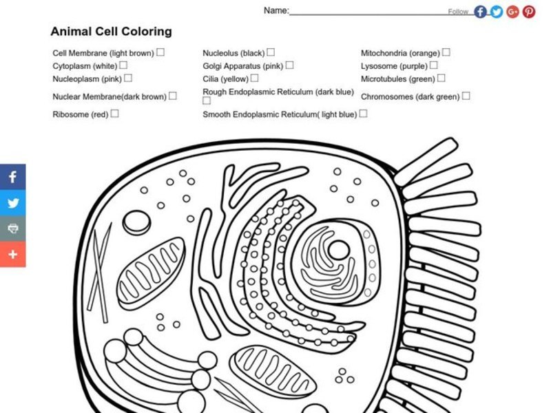 Animal Cell Coloring Worksheet