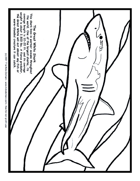 The Great White Shark Worksheet