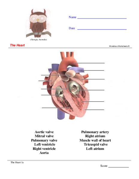 The Heart Worksheet